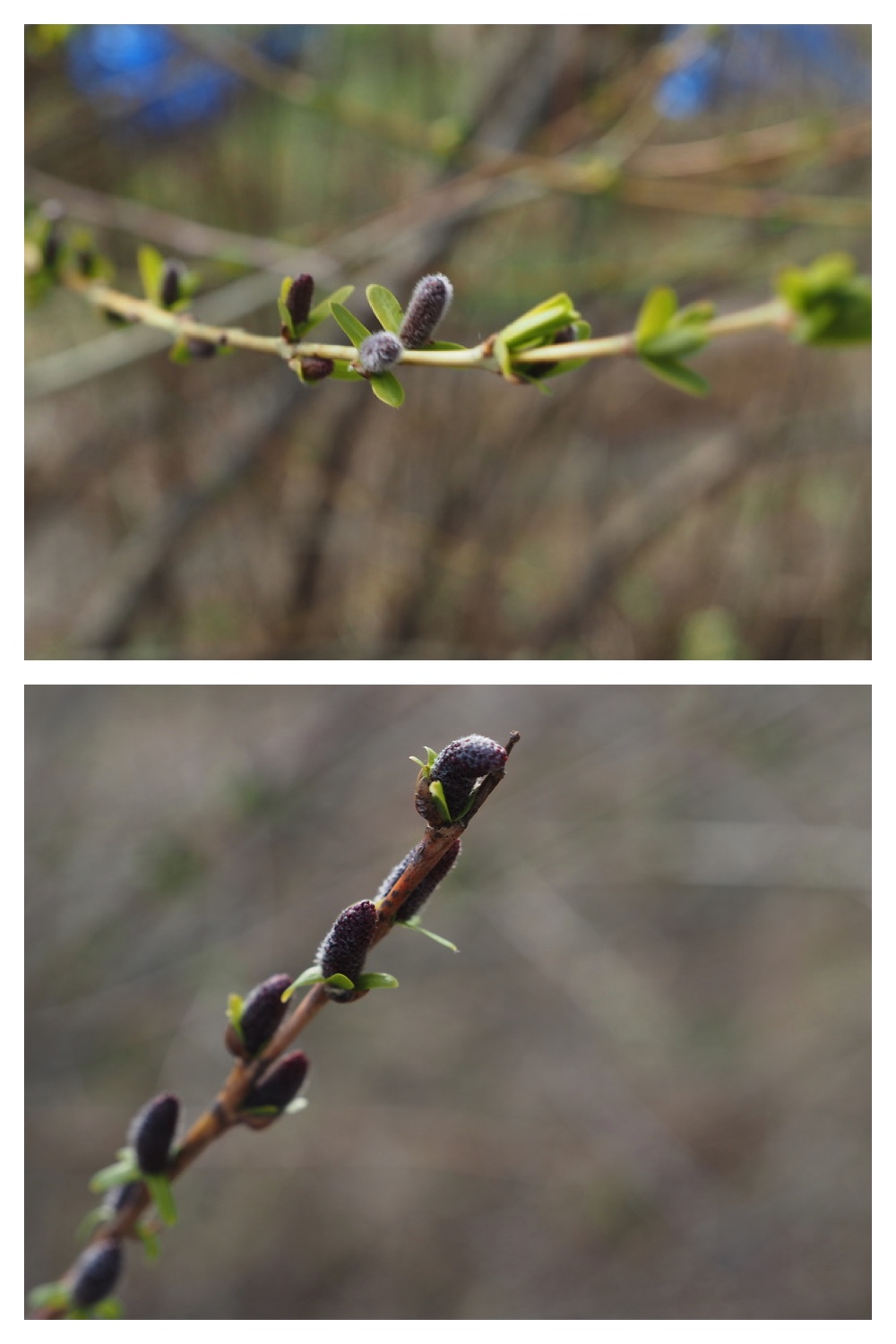 250422_Tokachi-Hills_27