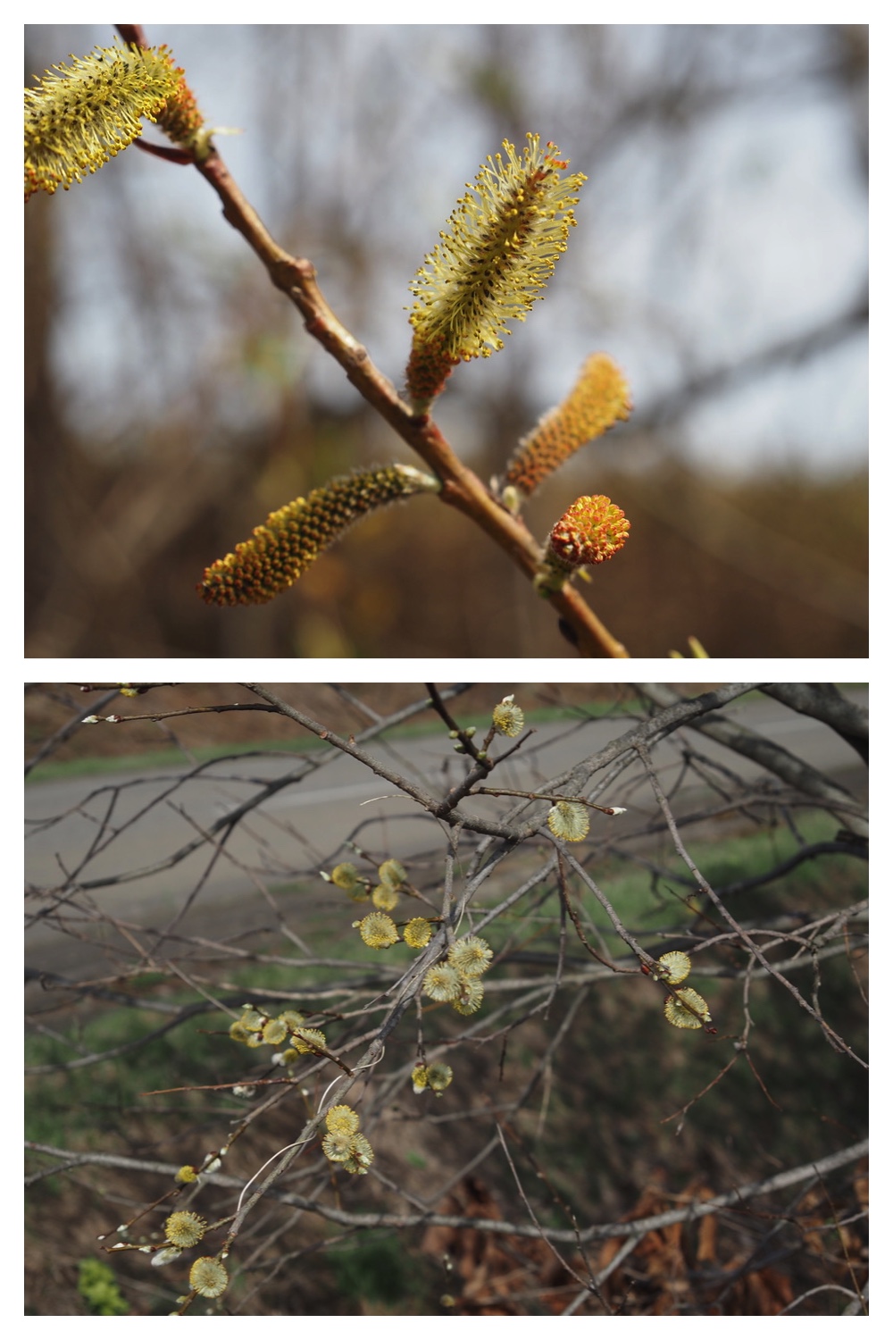 250422_Tokachi-Hills_4