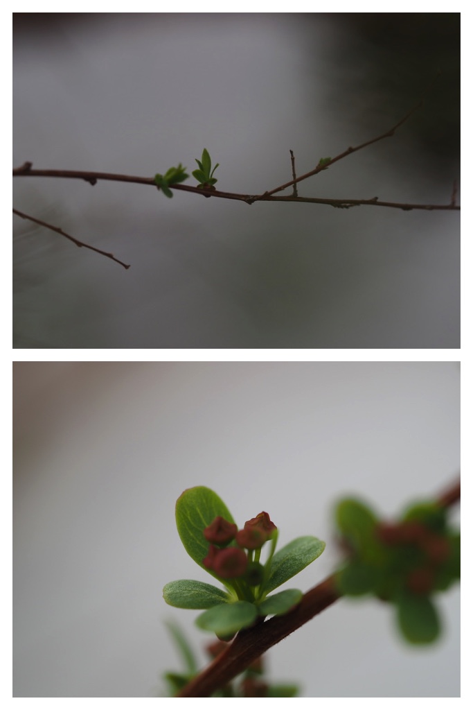 250425_Manabino_4