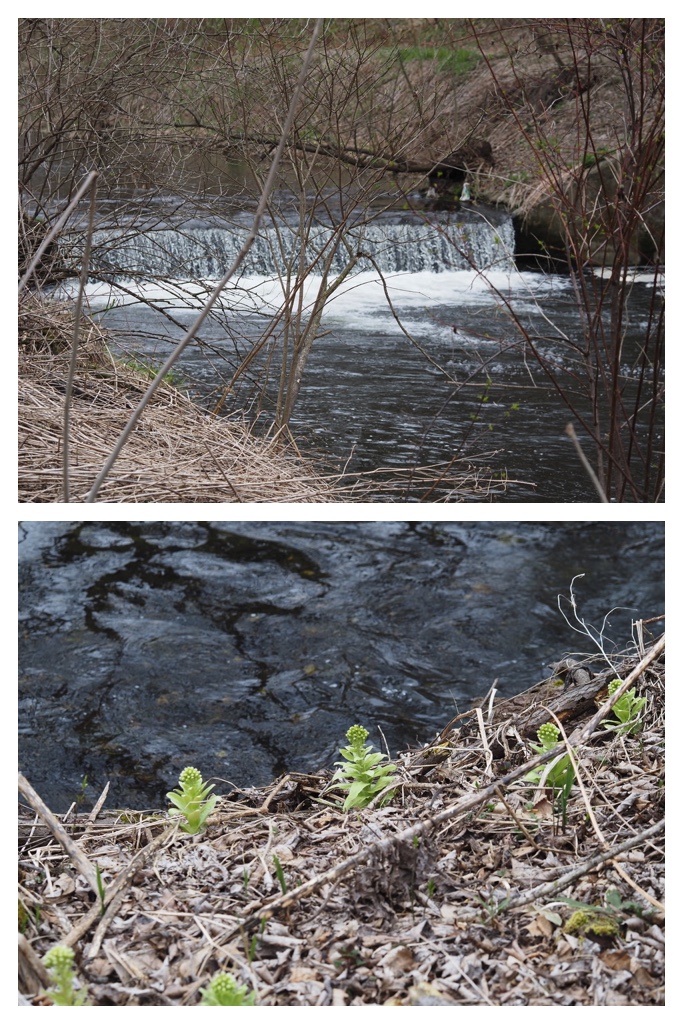 250425_Urikaigawa_9