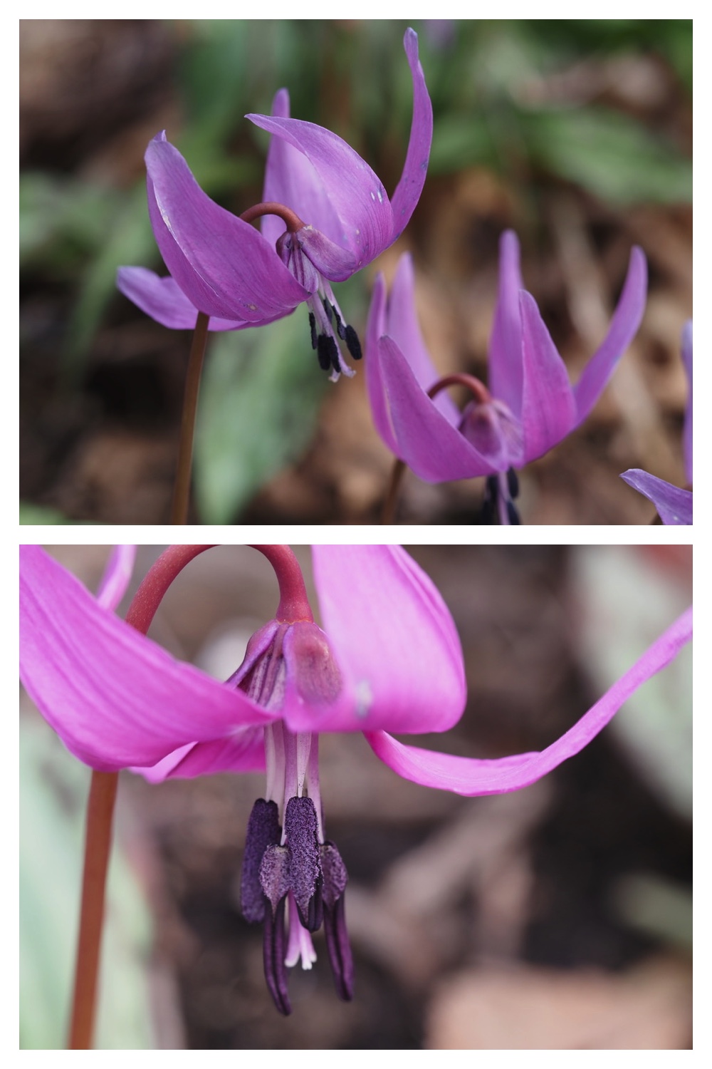 250426_Midorigaoka_12