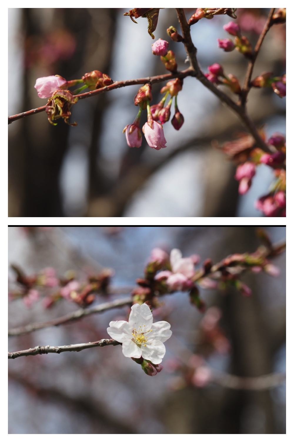 250426_Midorigaoka_2