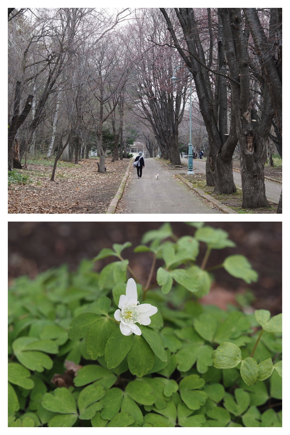 250426_Midorigaoka_24