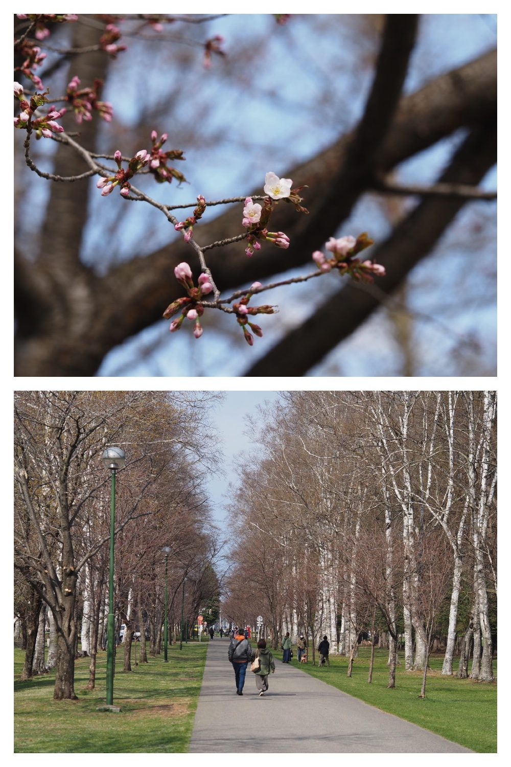 250426_Midorigaoka_3