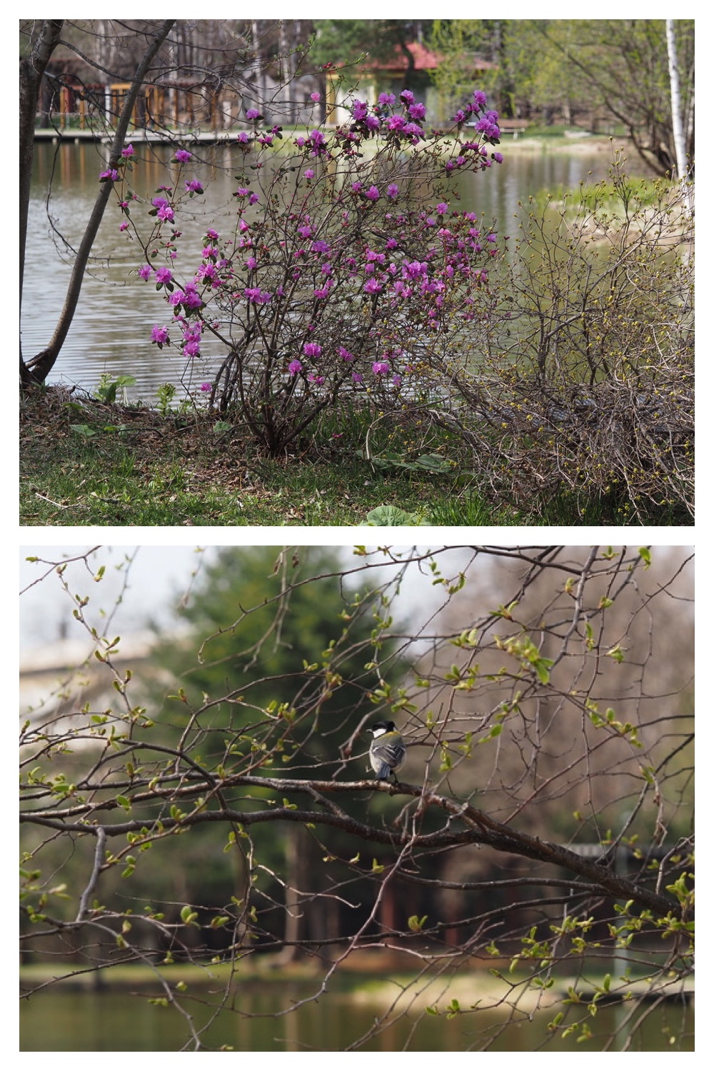250426_Midorigaoka_4