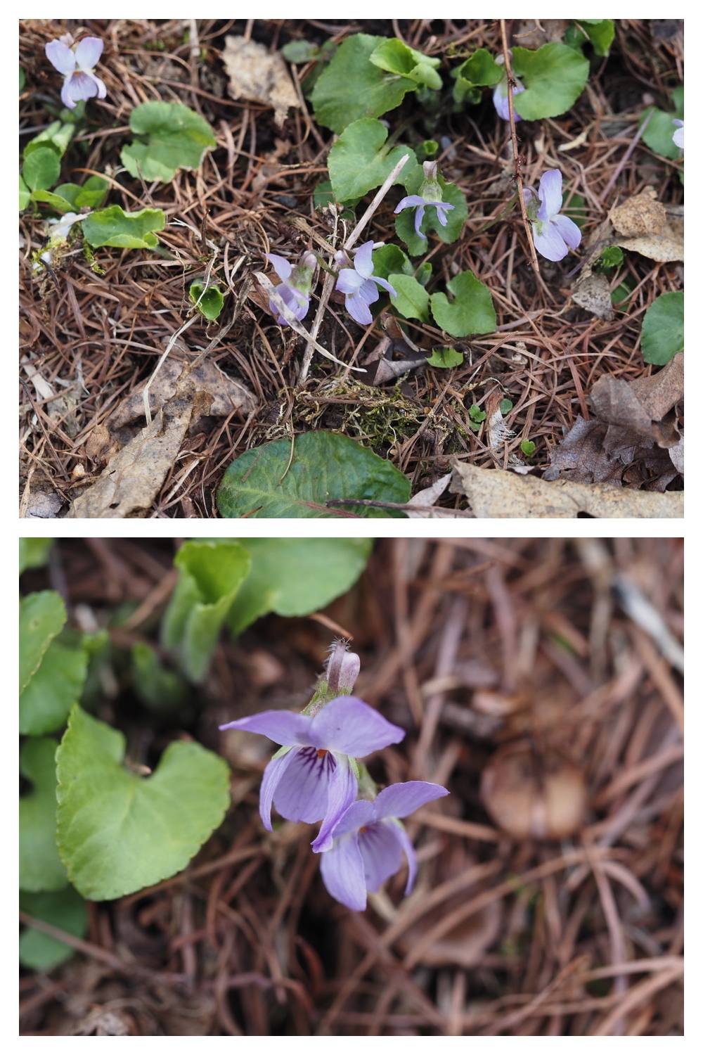 250426_Midorigaoka_8