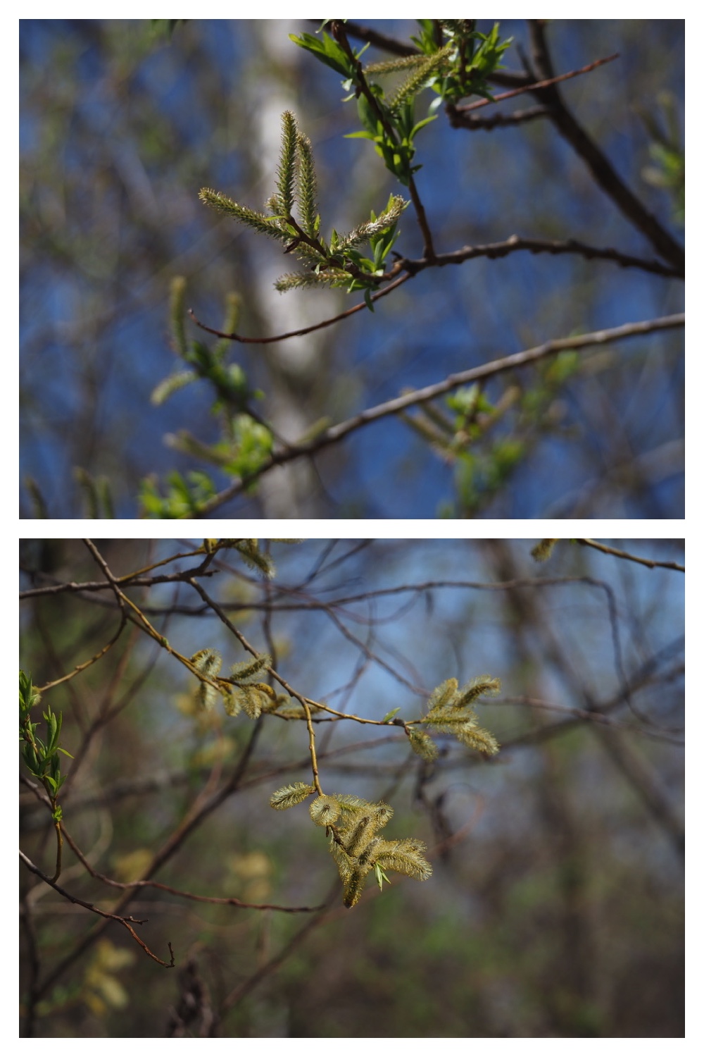 250427_Plants_1.jpg