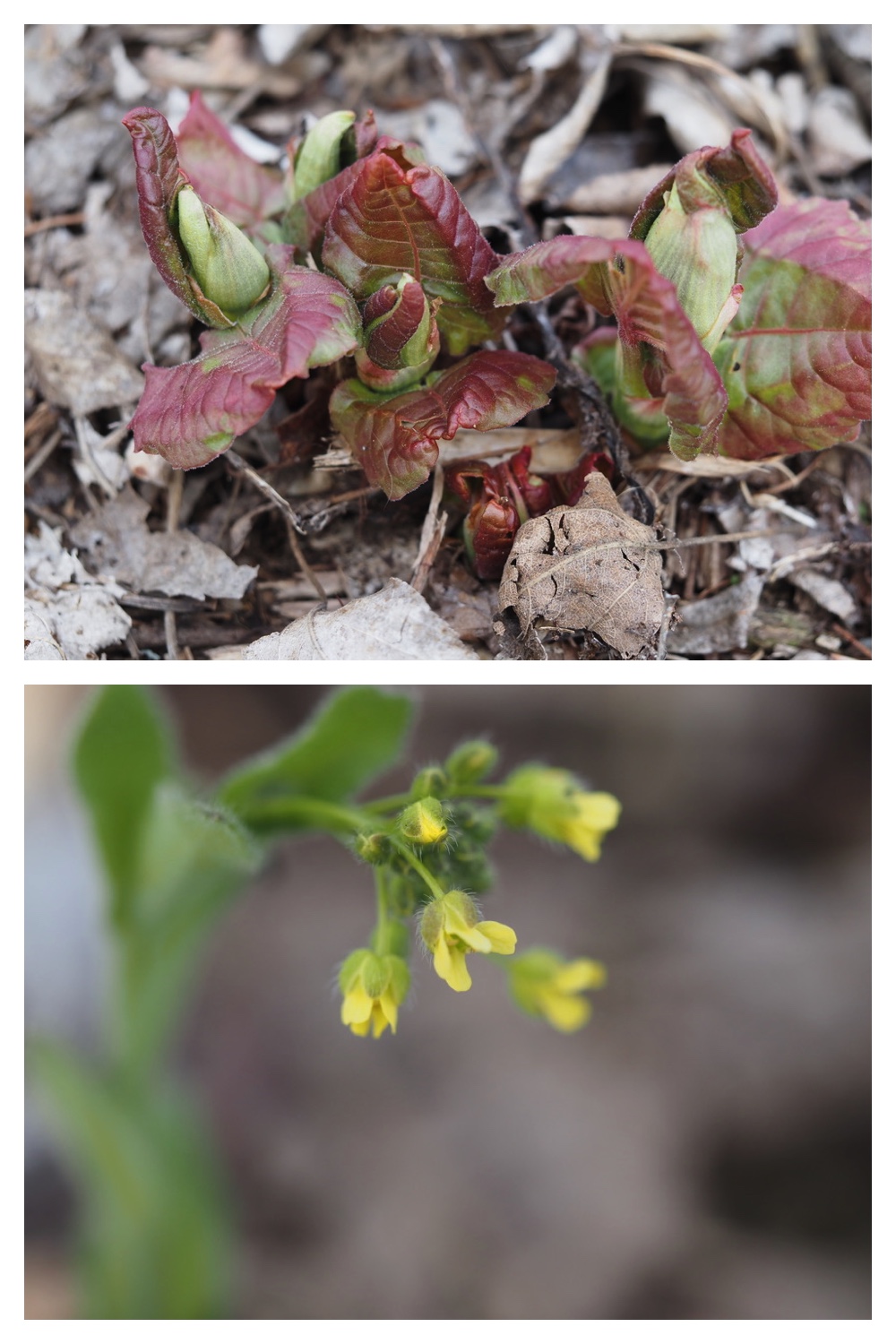 250427_Plants_10.jpg
