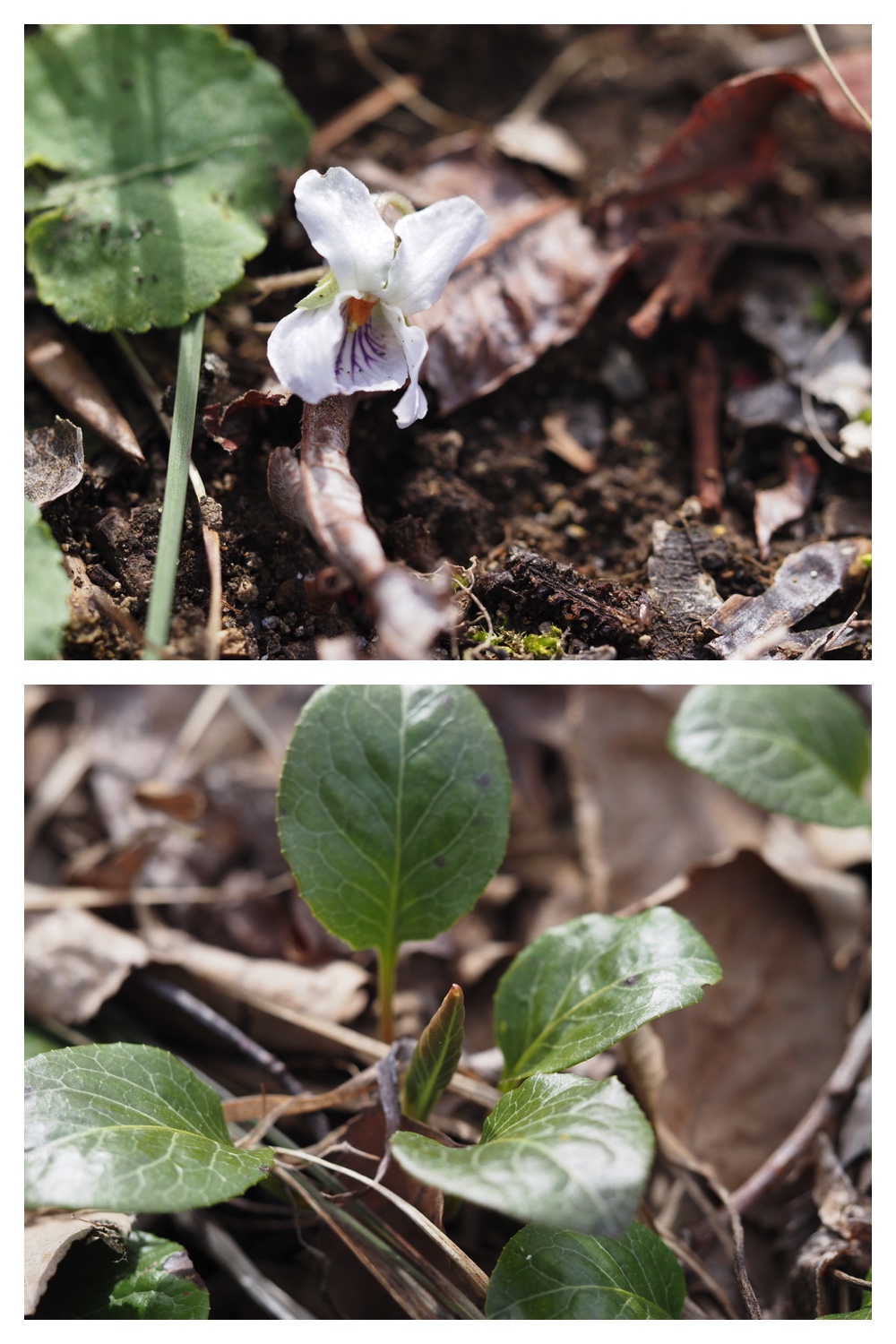 250427_Plants_11.jpg