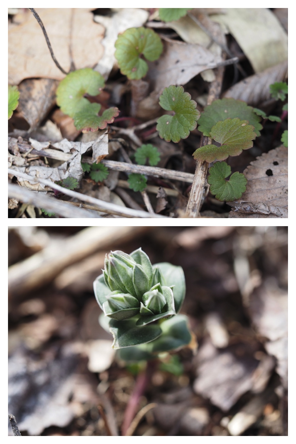 250427_Plants_12.jpg