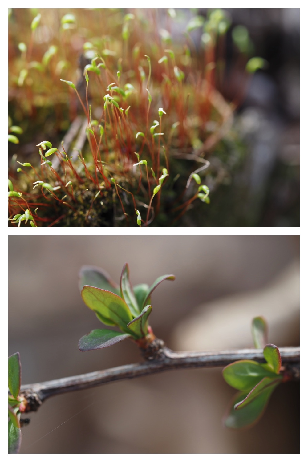 250427_Plants_14.jpg