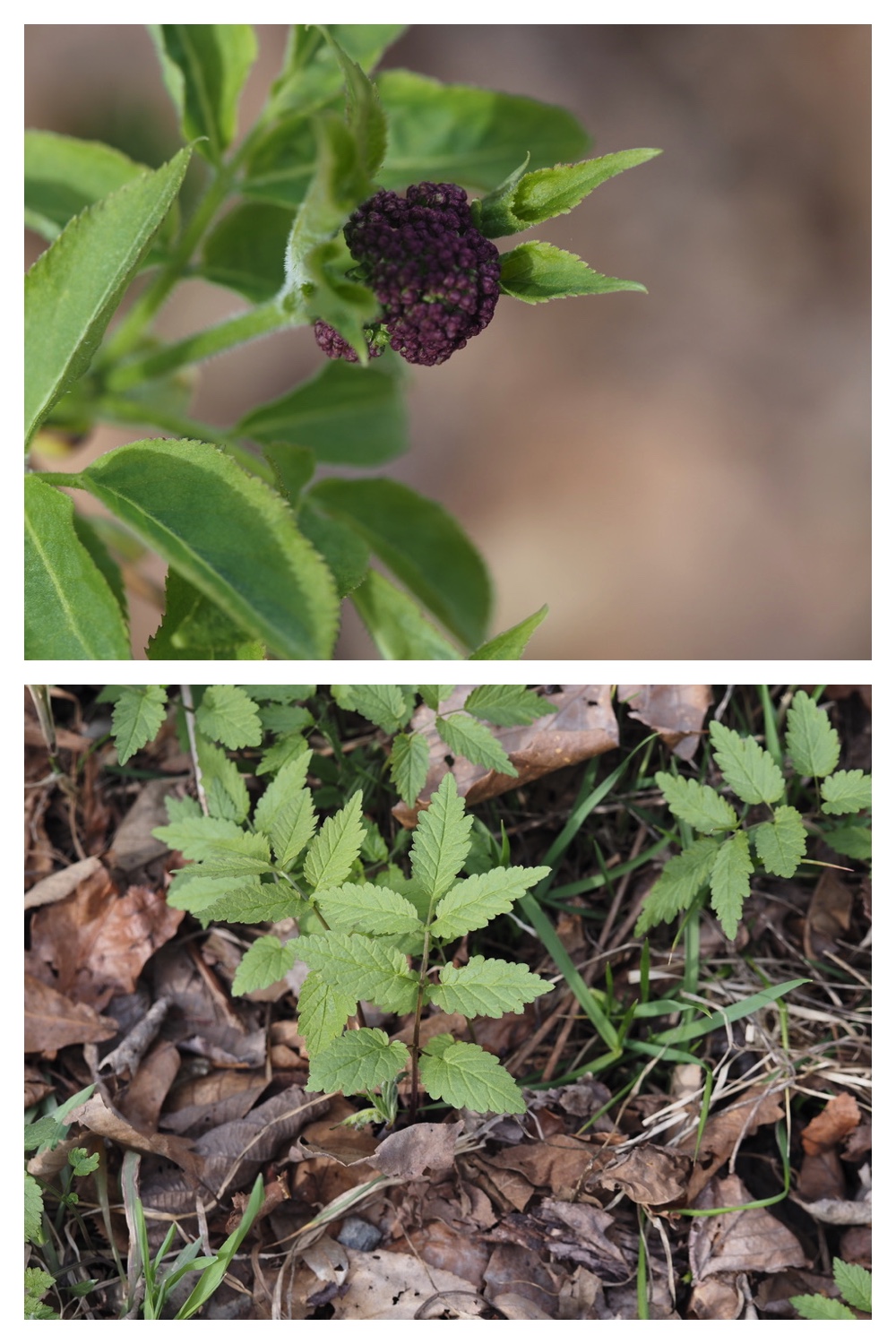 250427_Plants_15.jpg