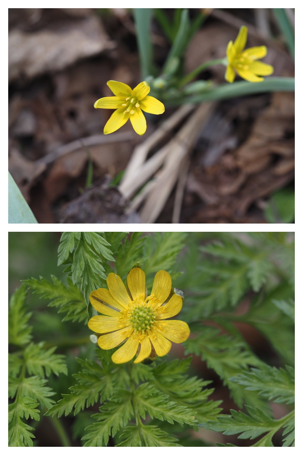 250427_Plants_16.jpg
