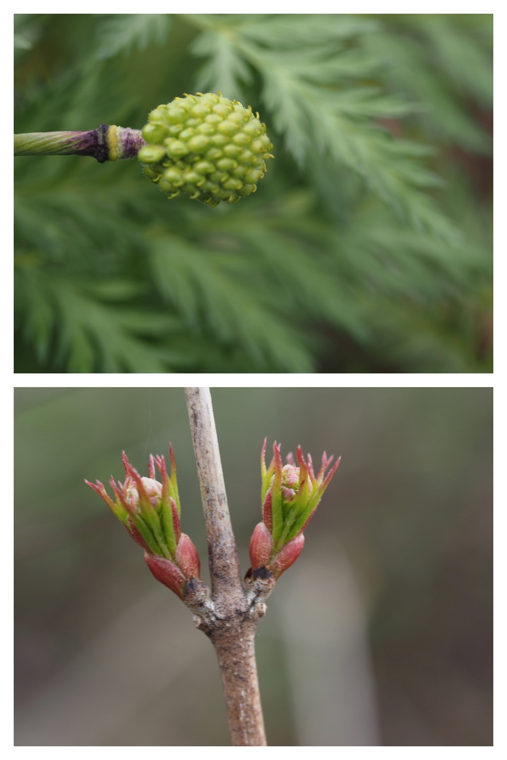 250427_Plants_17.jpg