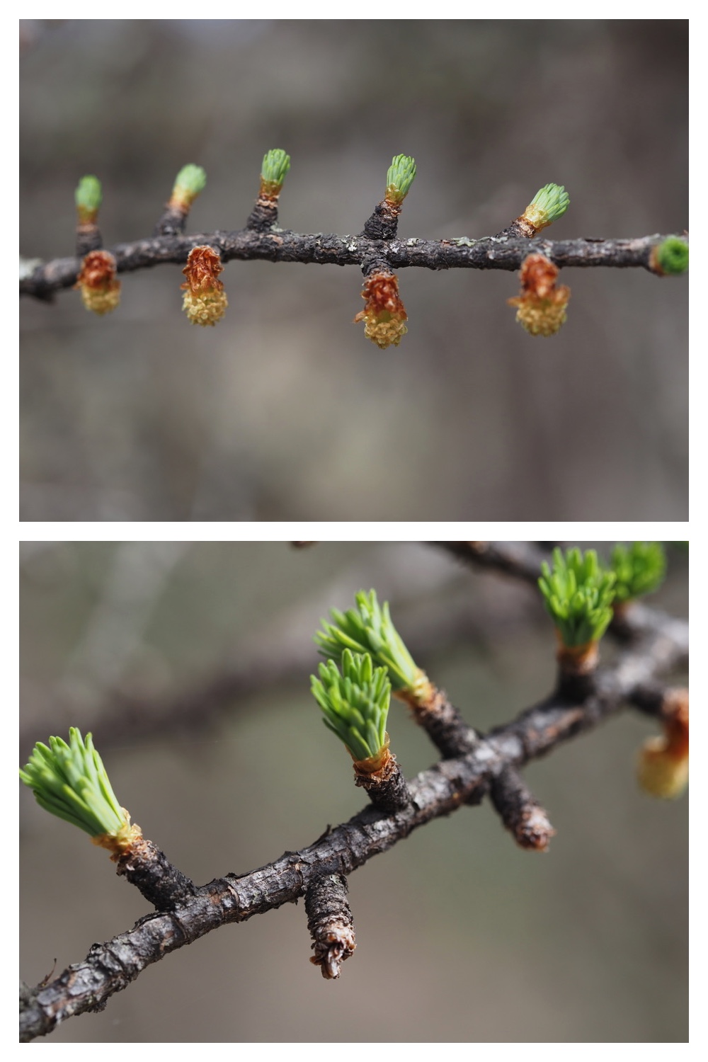 250427_Plants_3.jpg