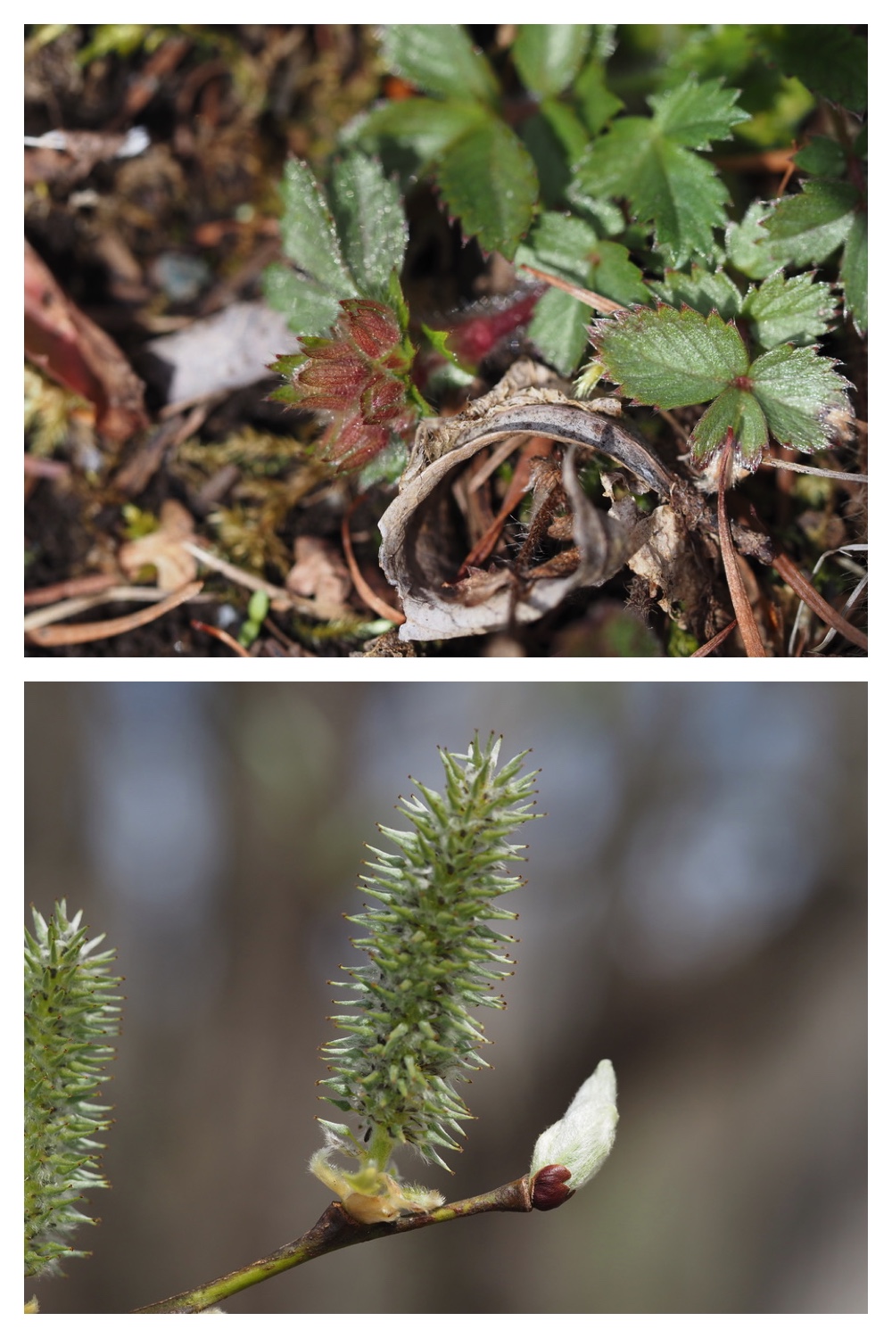 250427_Plants_5.jpg