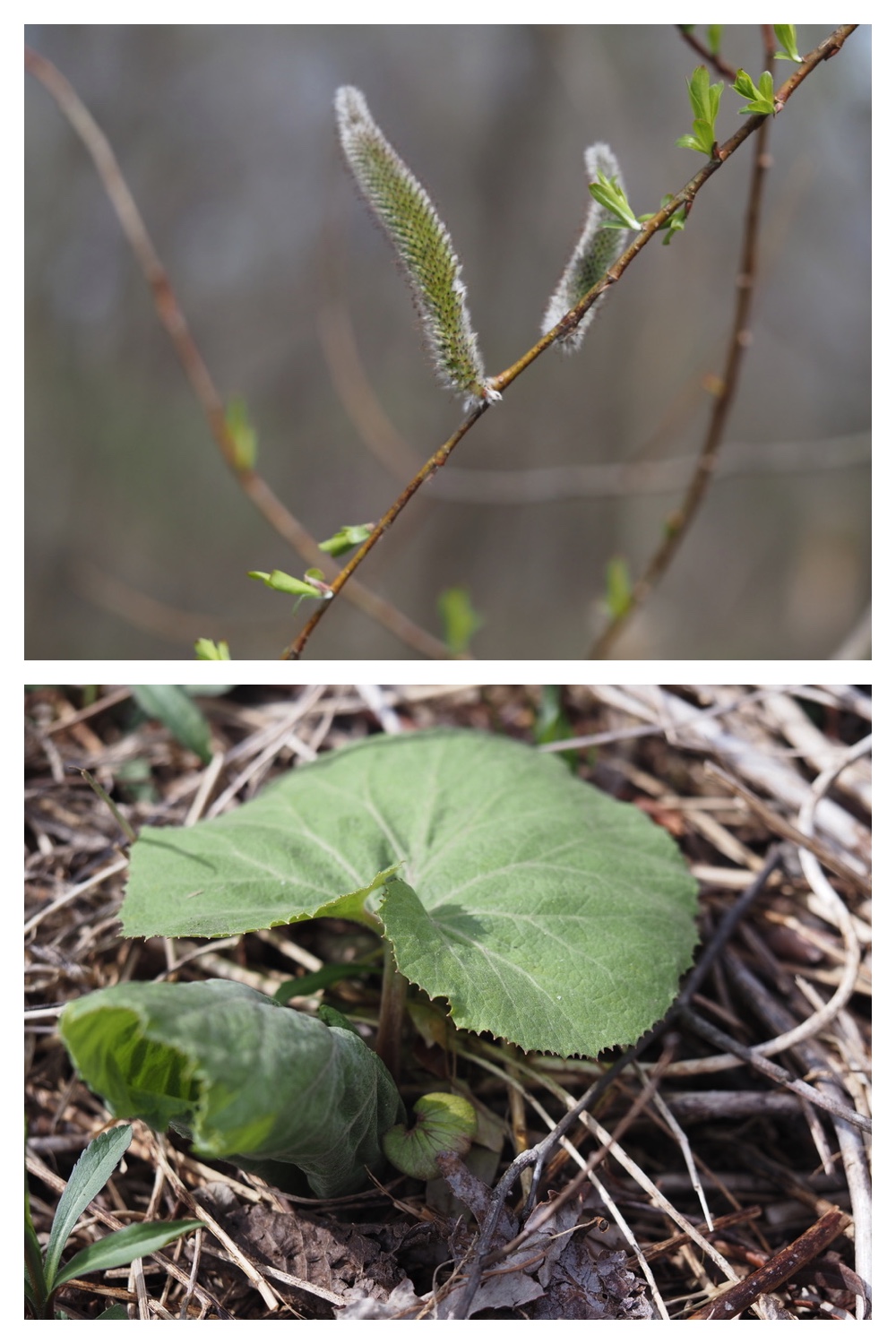 250427_Plants_7.jpg