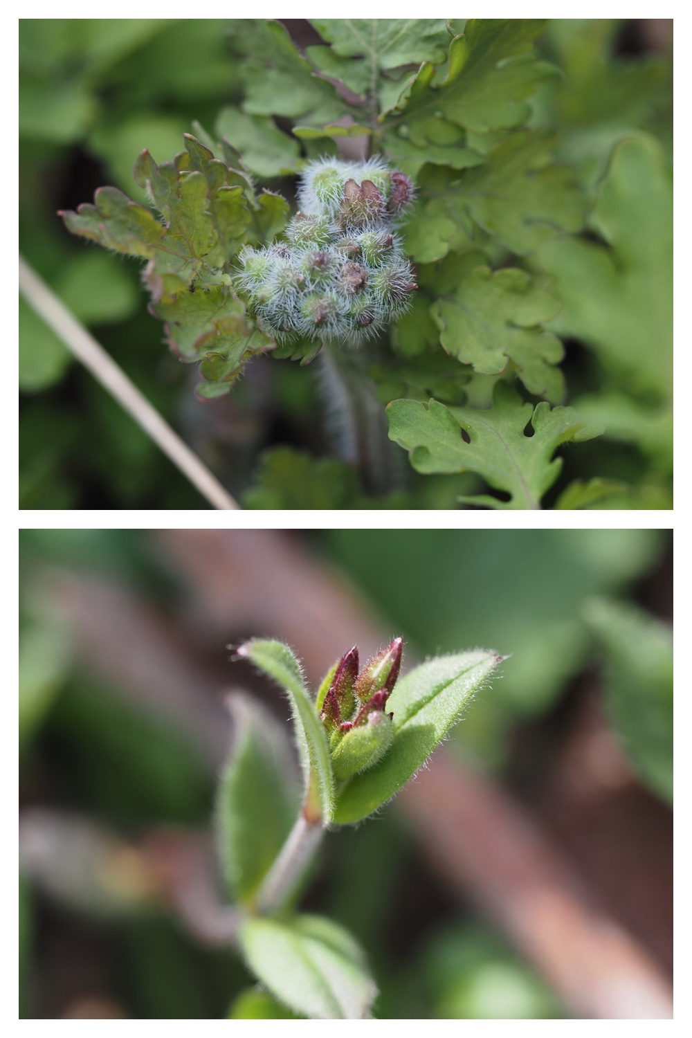 250427_Plants_8.jpg