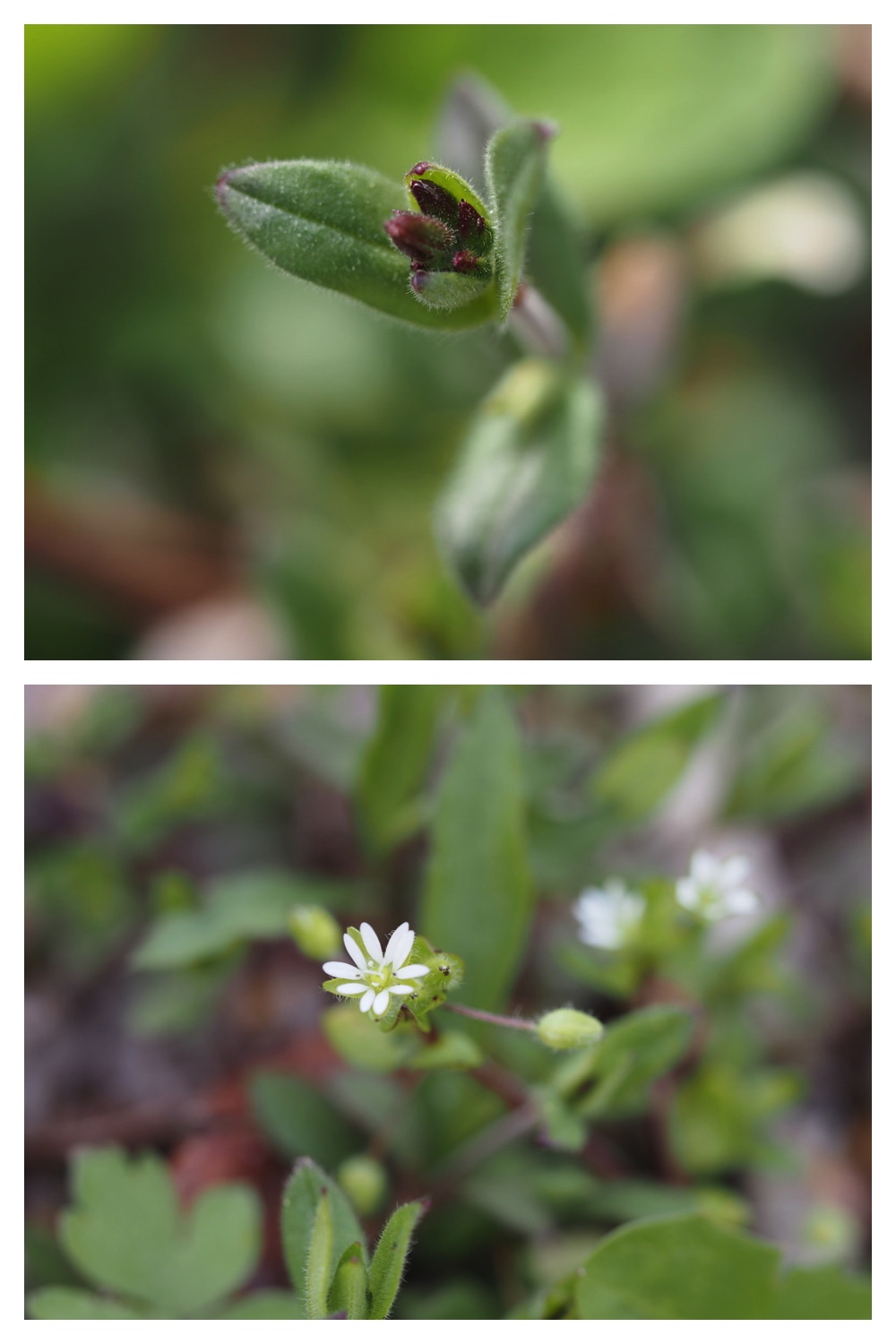 250427_Plants_9.jpg