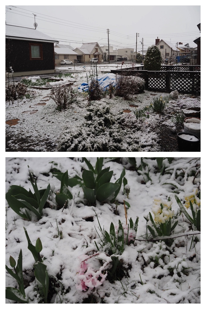 250429_Late-snow_1