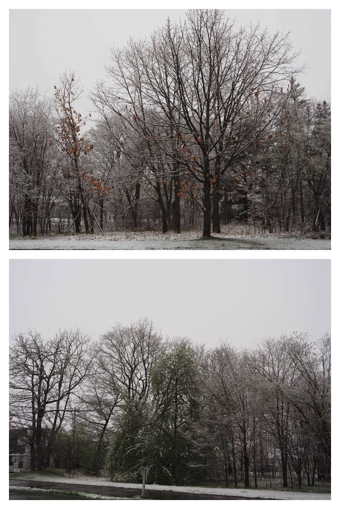 250429_Late-snow_2