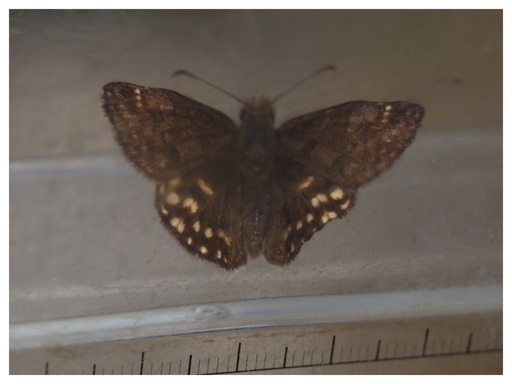 250518_Miyama-seseri