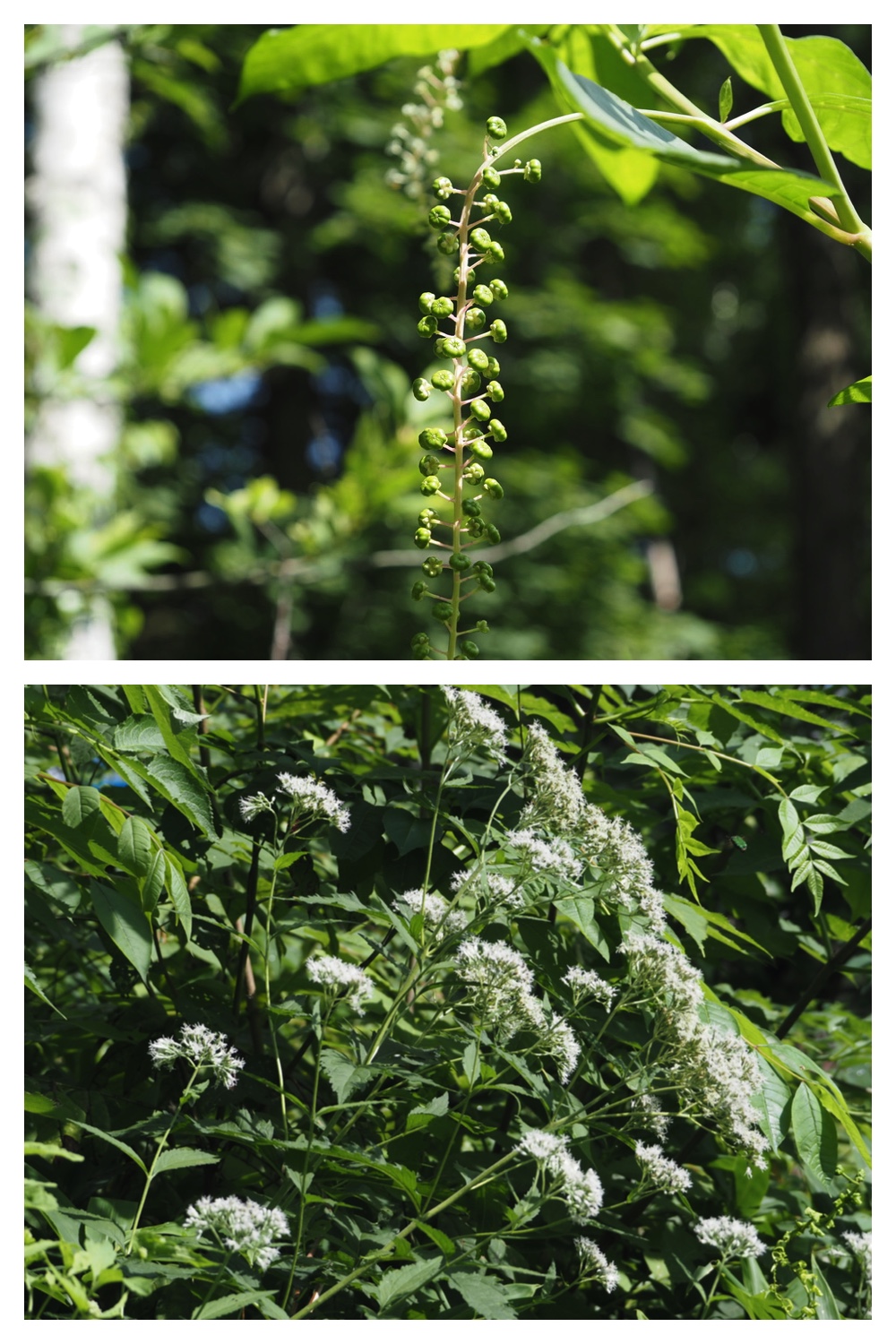 250803_Chou_13