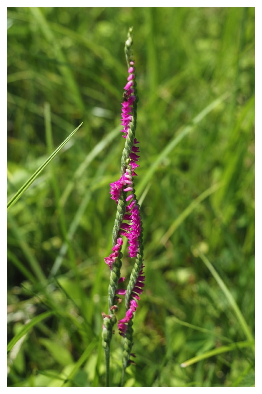 250803_Chou_19