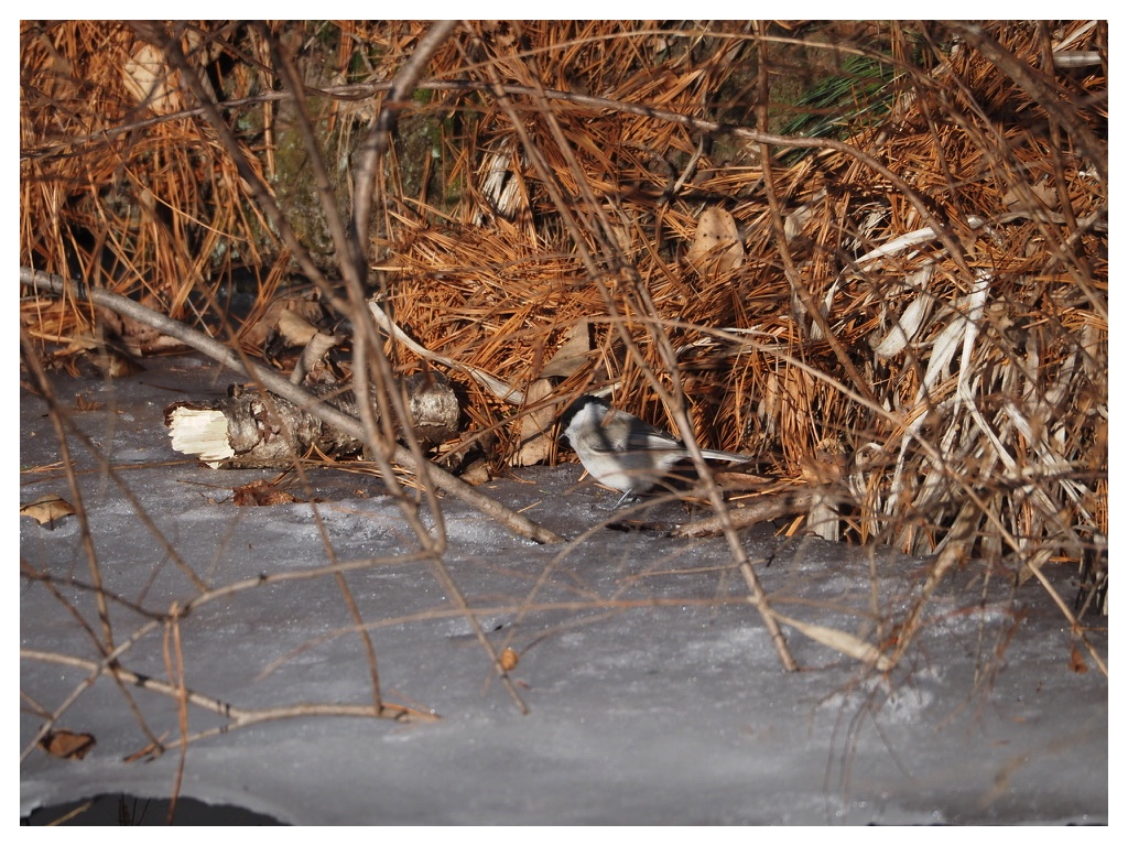 250114_Hashibutogara_2