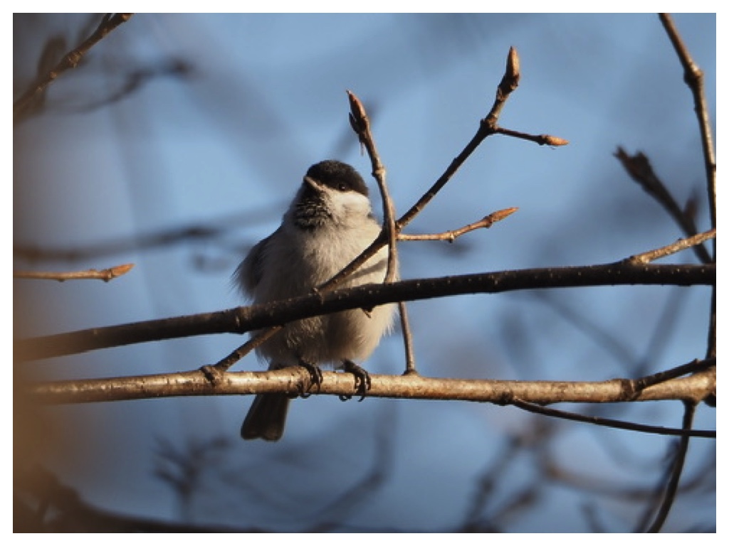 250122_Hashibutogara