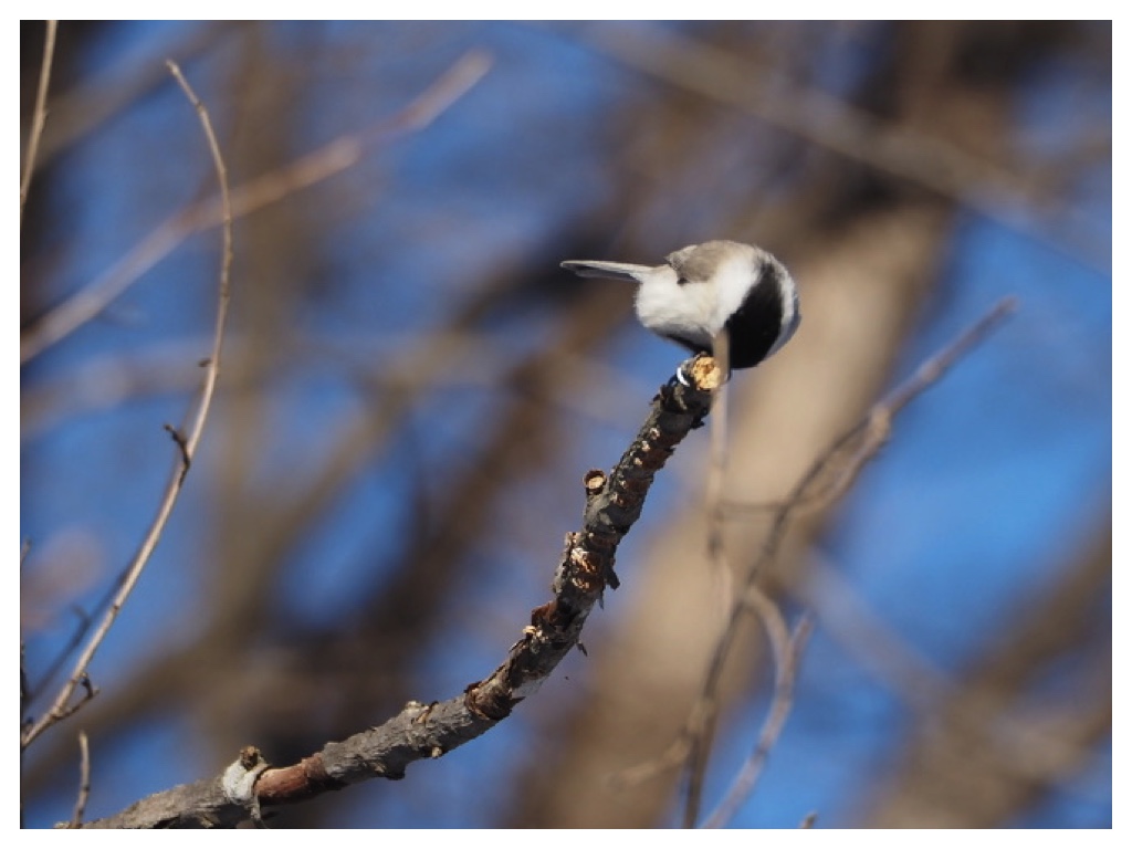 250128_Hashibutogara_2