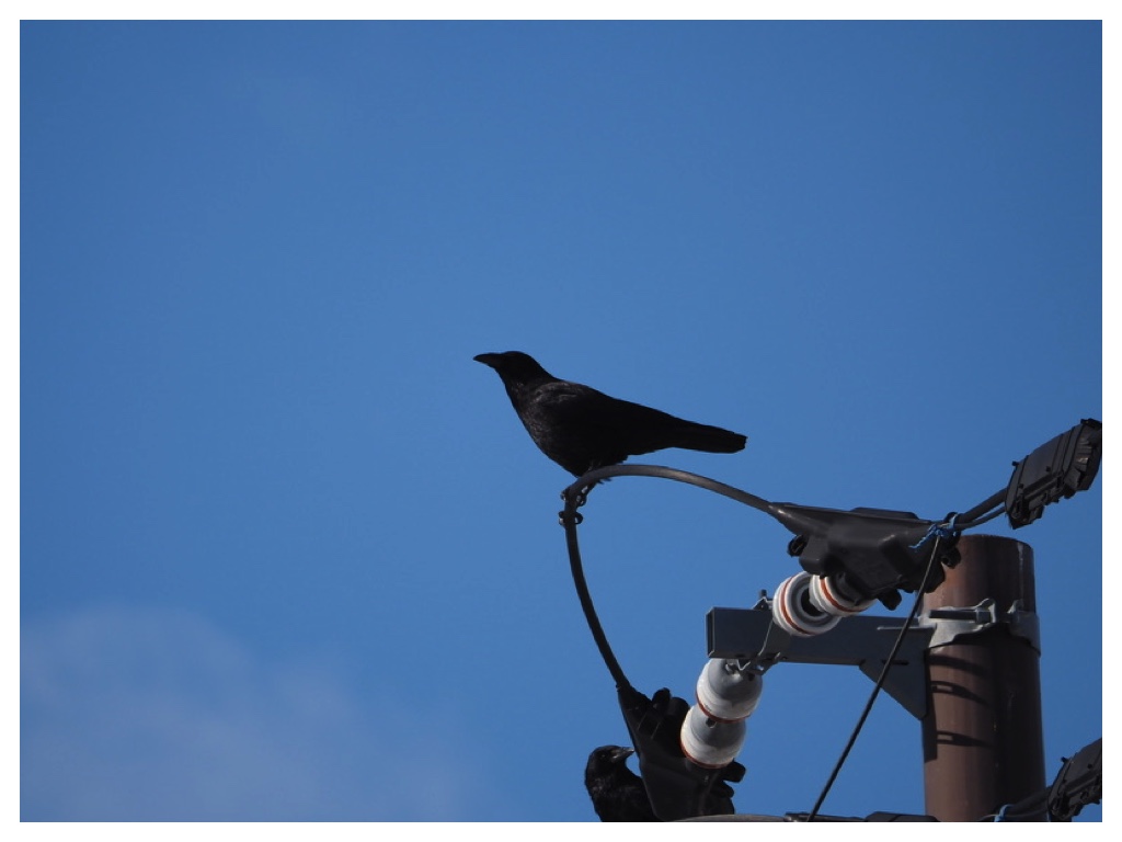 250222_Hashibosogarasu