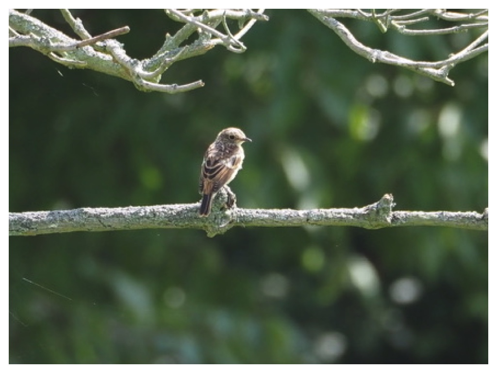 250727_Benimashiko_2