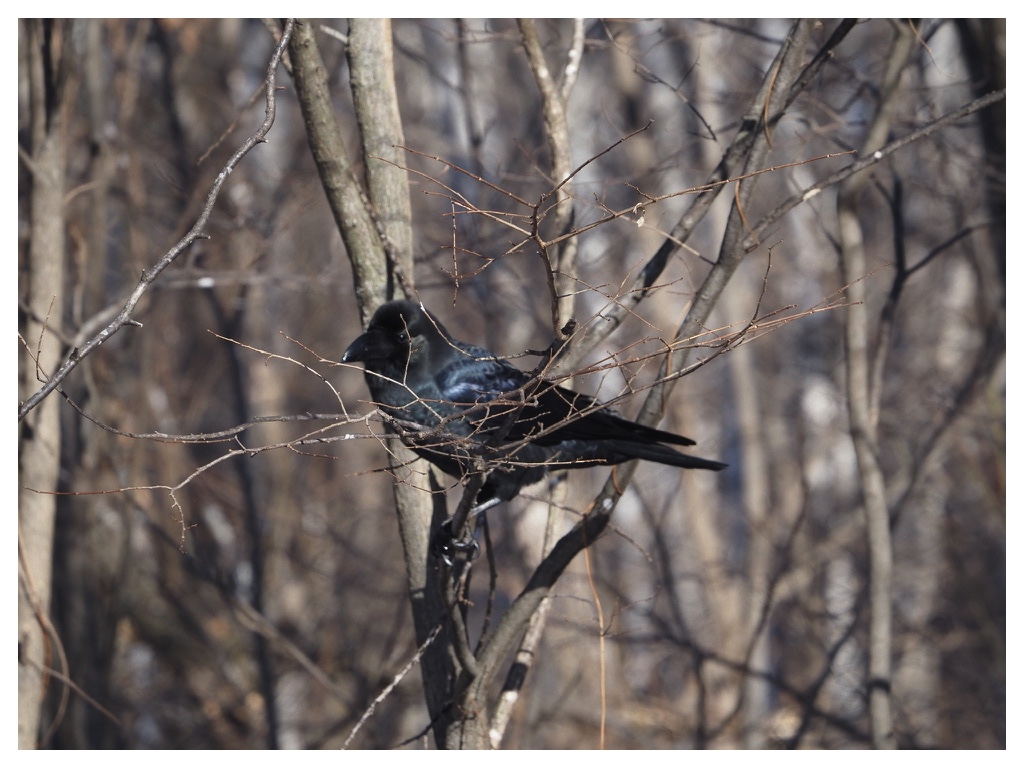 251207_Hashibutogarasu