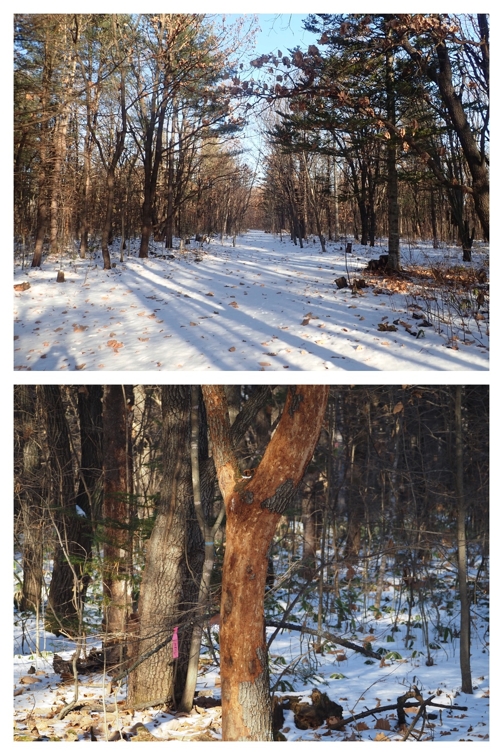 251207_Bird-survey_1