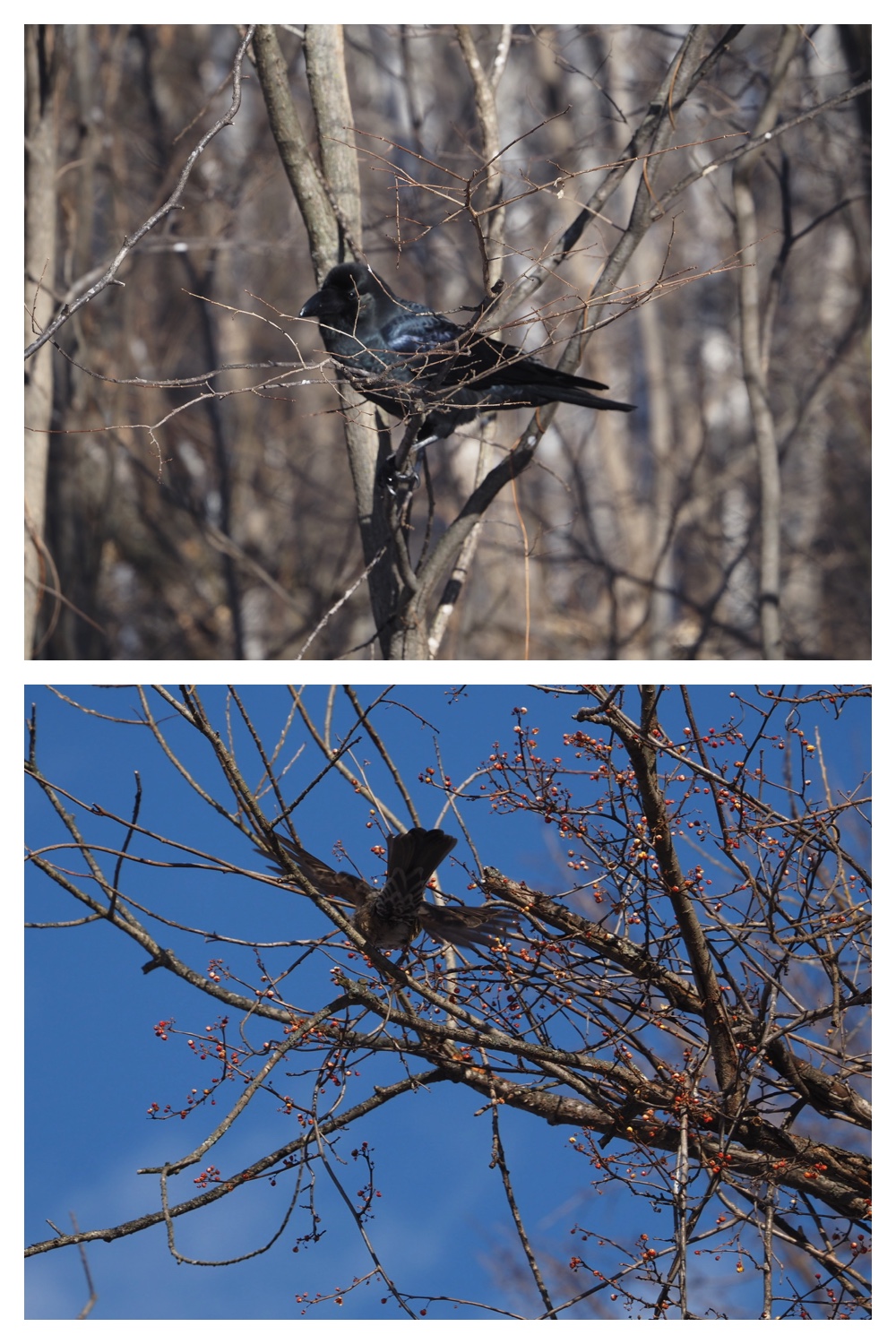 251207_Bird-survey_10