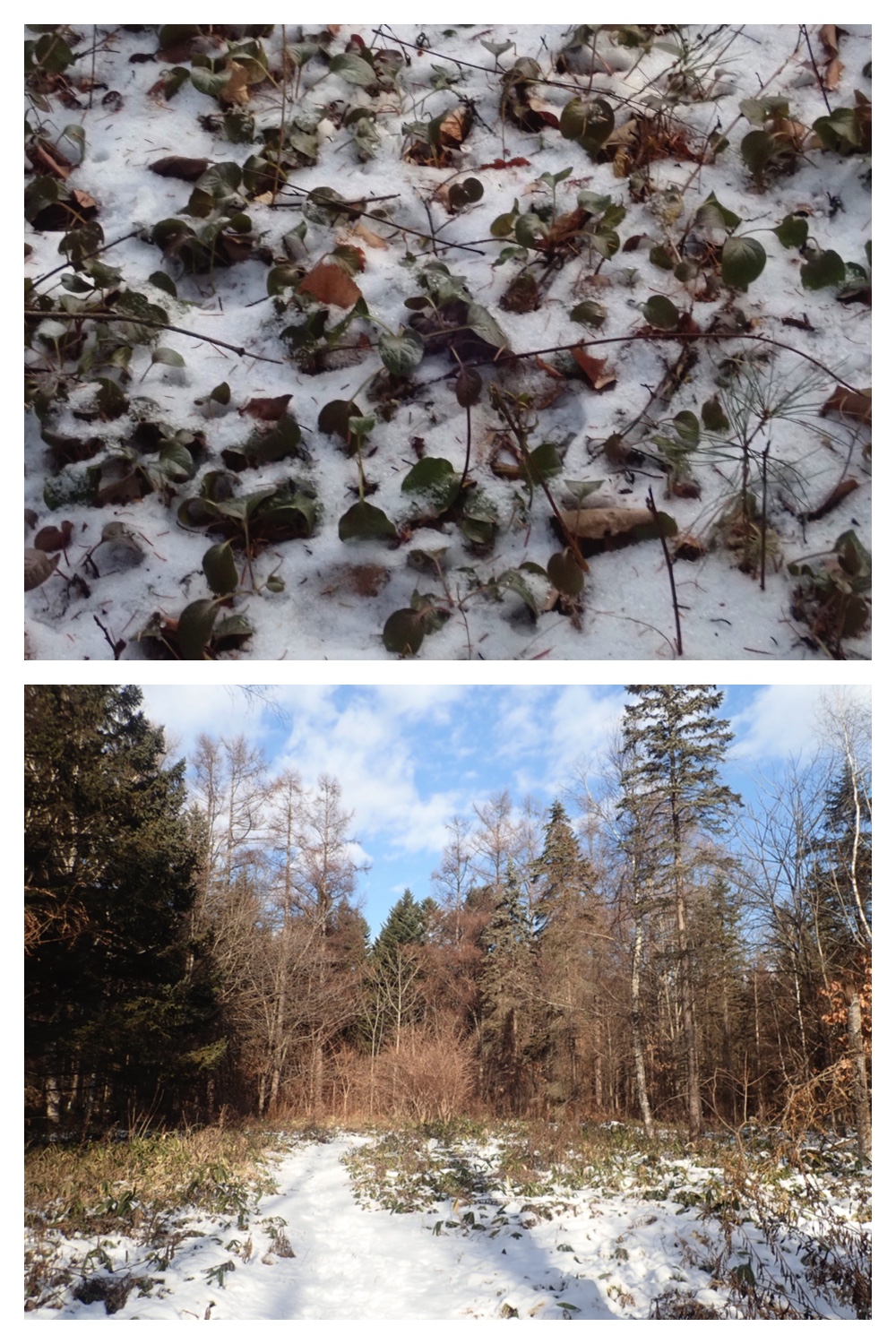 251207_Bird-survey_20