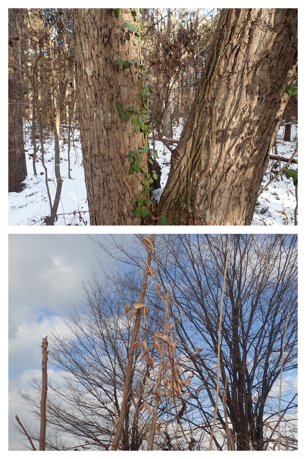 251207_Bird-survey_22