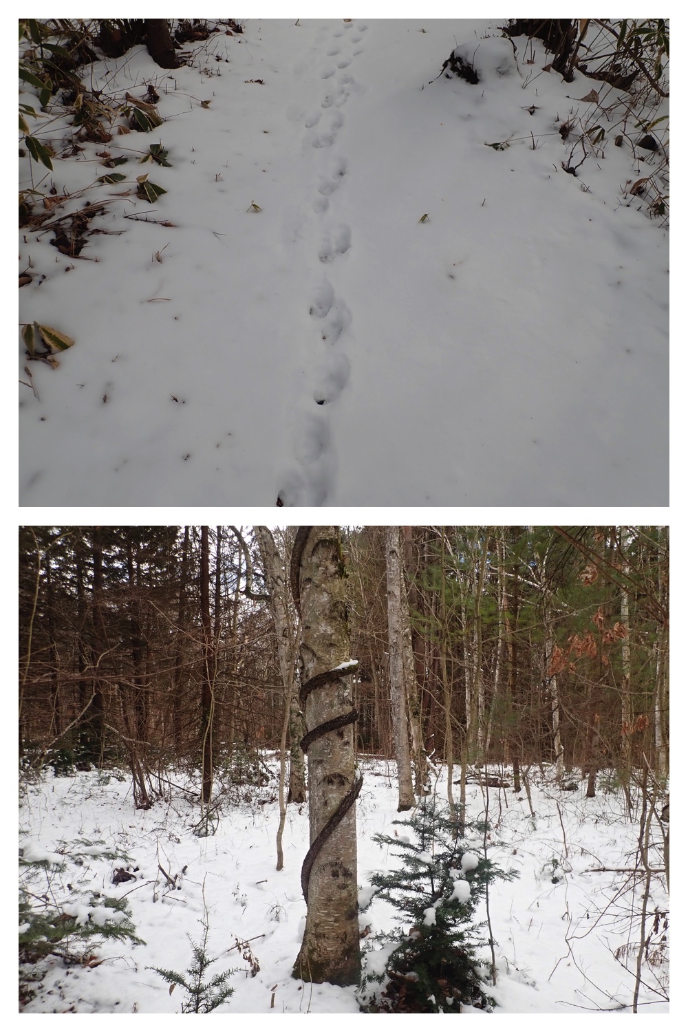 251207_Bird-survey_24