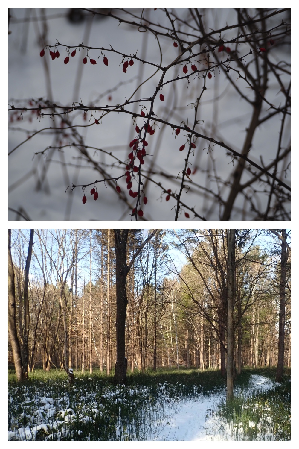 251207_Bird-survey_25