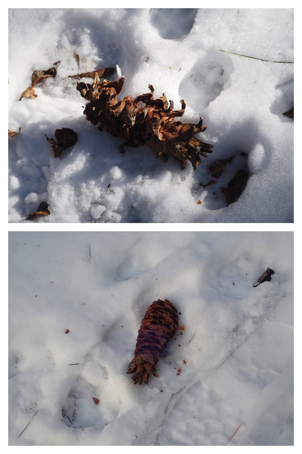 251207_Bird-survey_26