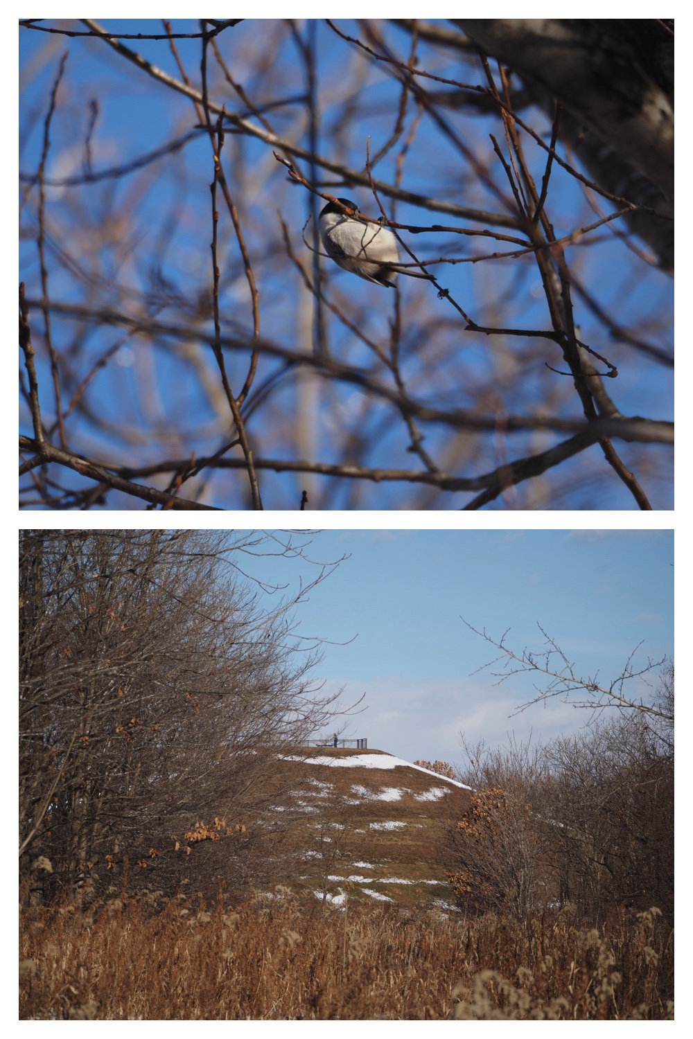 251207_Bird-survey_8