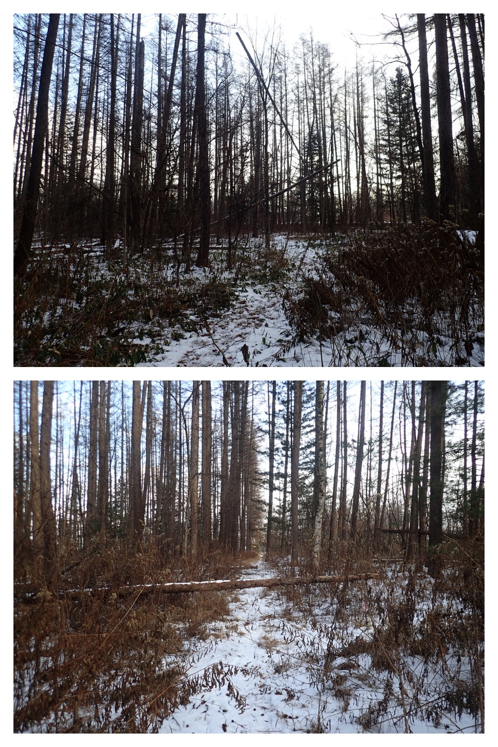 2250110_Forest-walk_10
