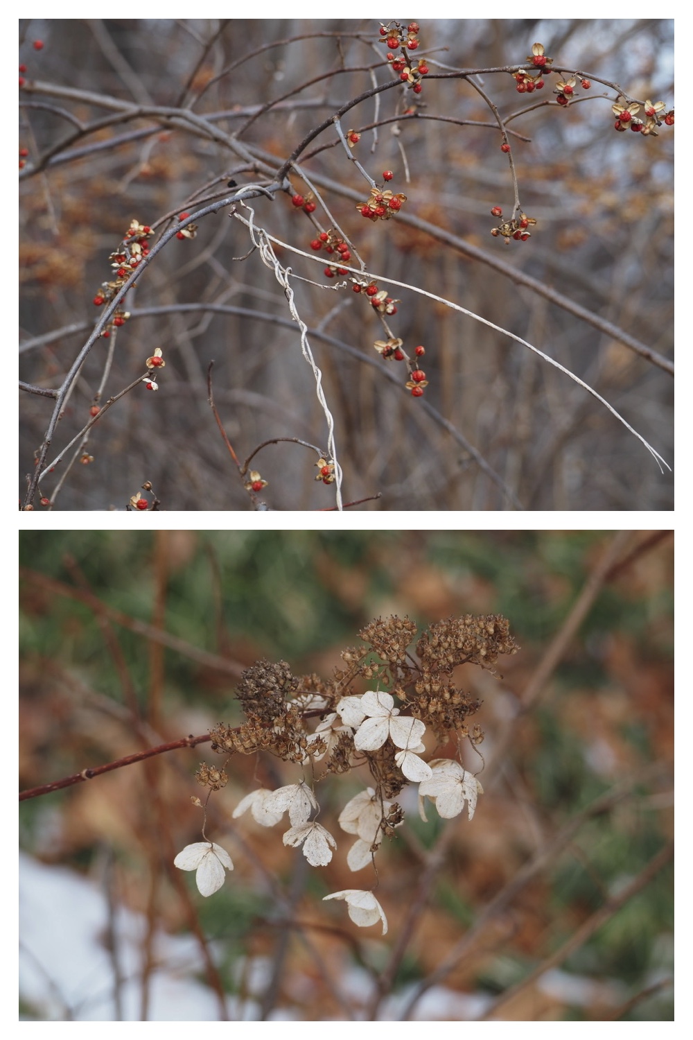 2250110_Forest-walk_4