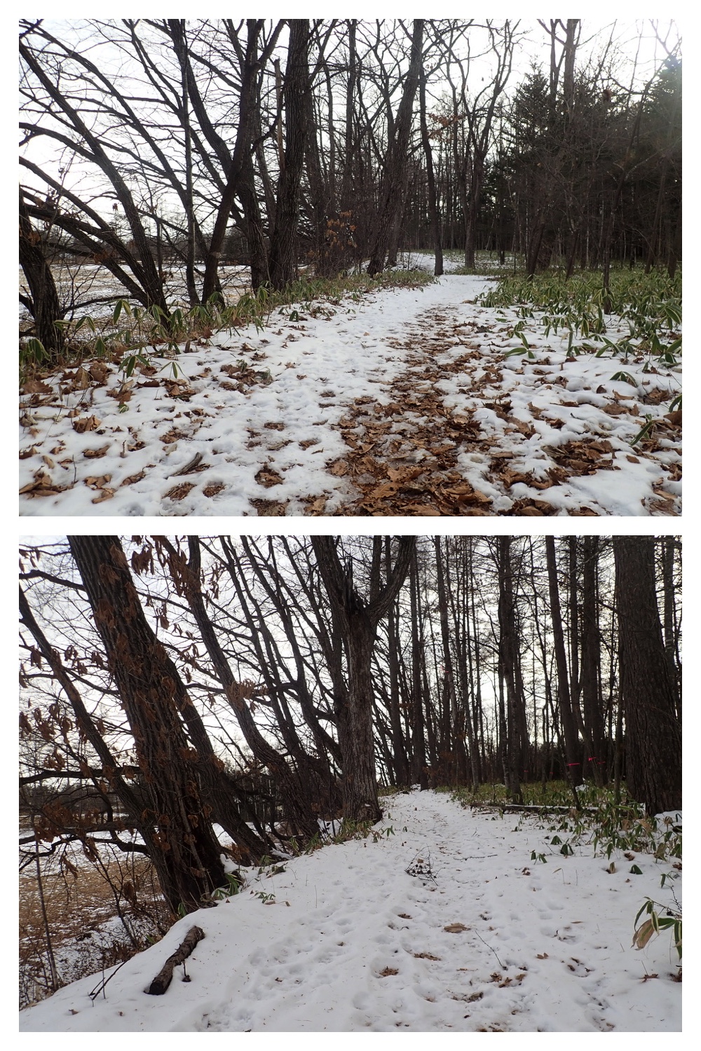 2250110_Forest-walk_5