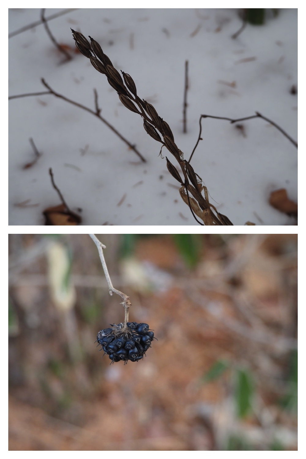 2250110_Forest-walk_6