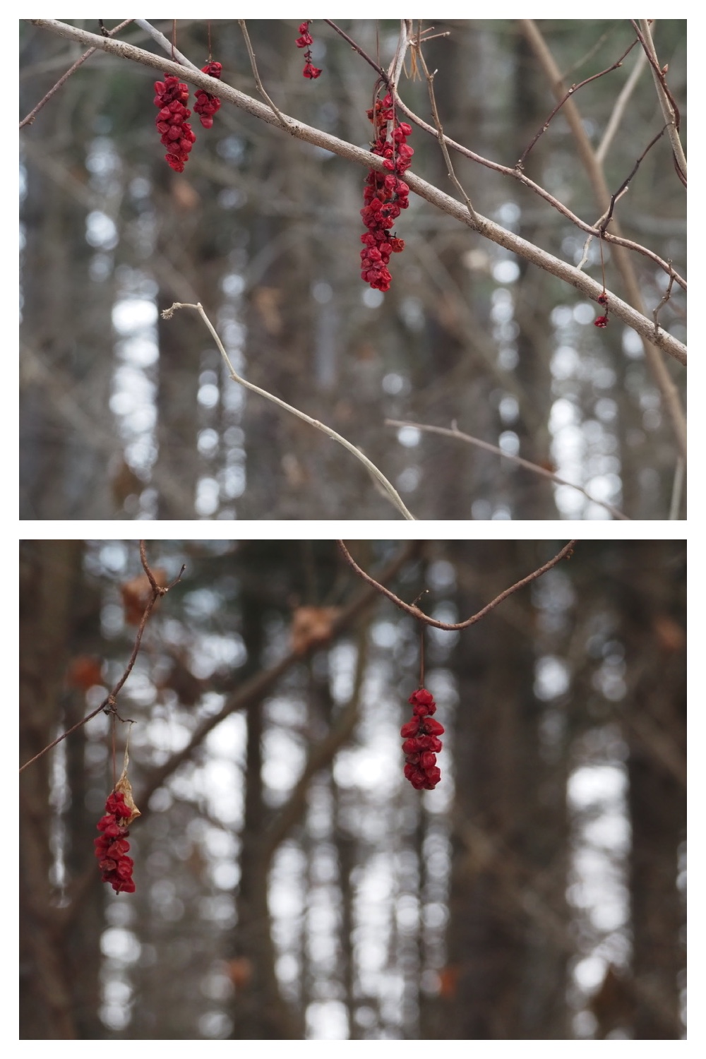 2250110_Forest-walk_7