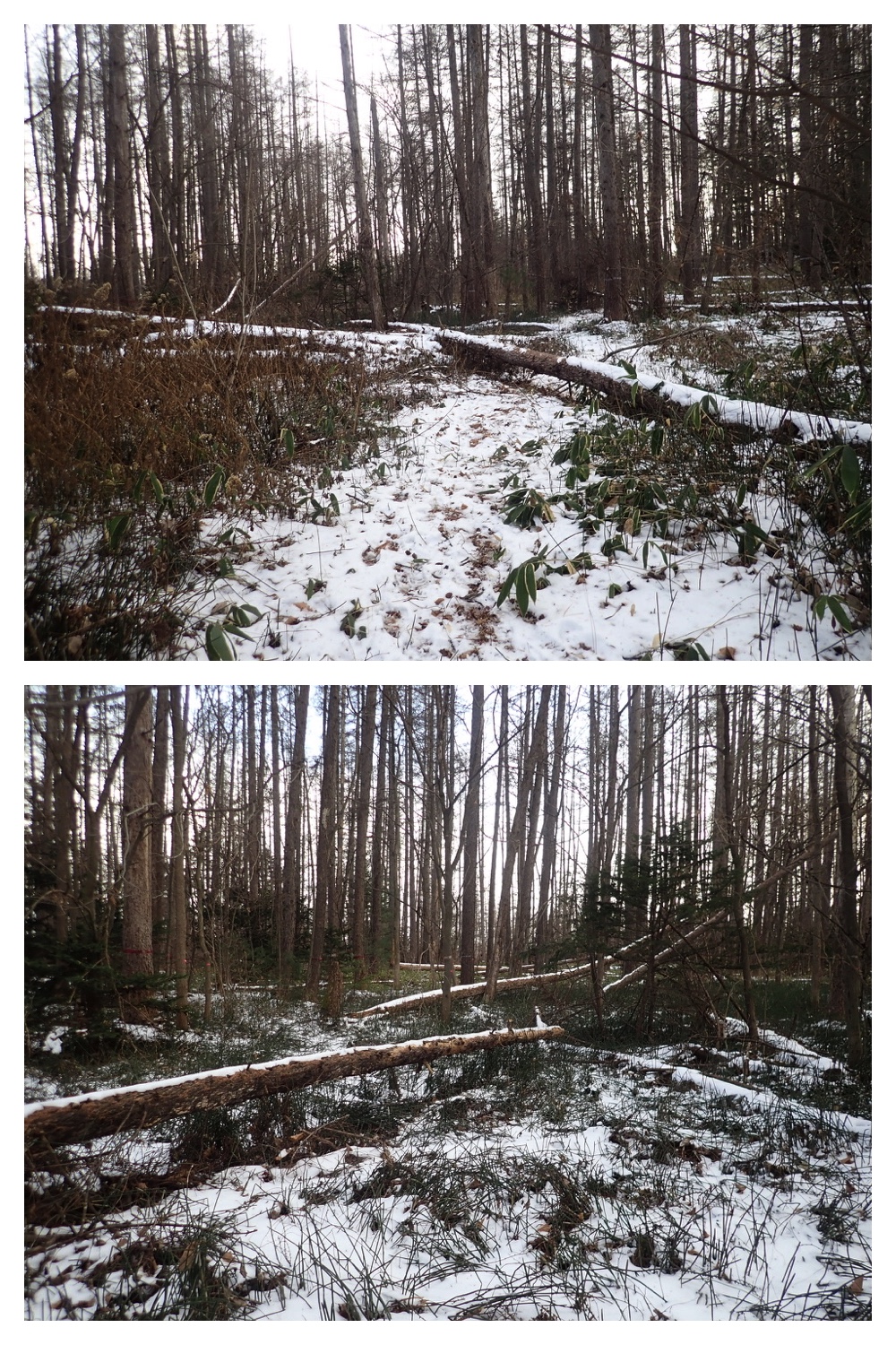 2250110_Forest-walk_8