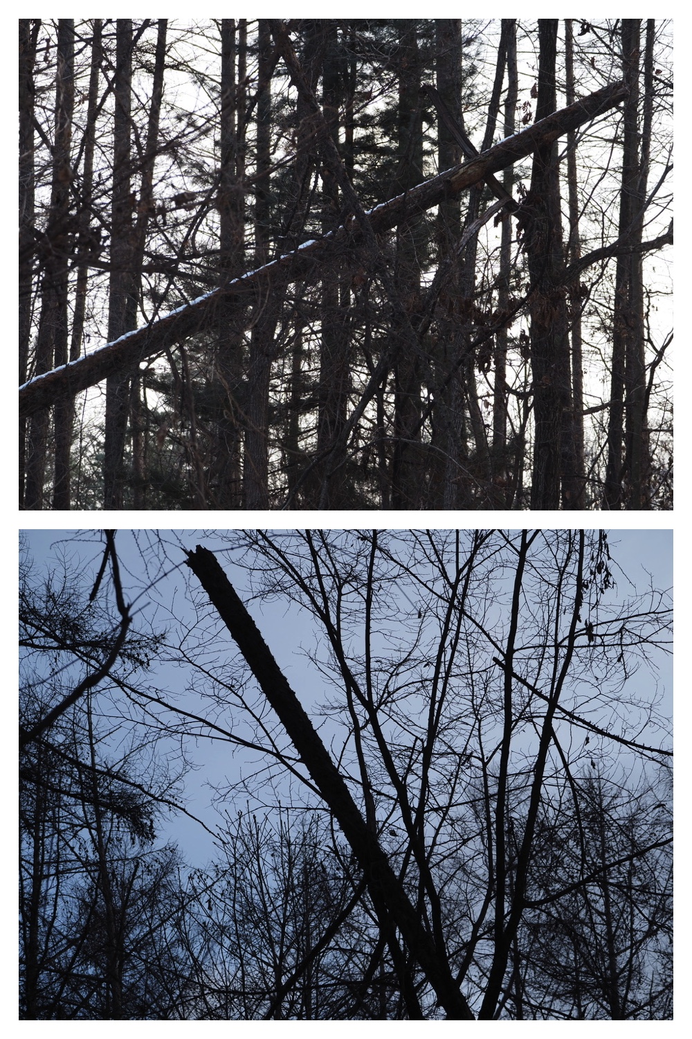2250110_Forest-walk_9