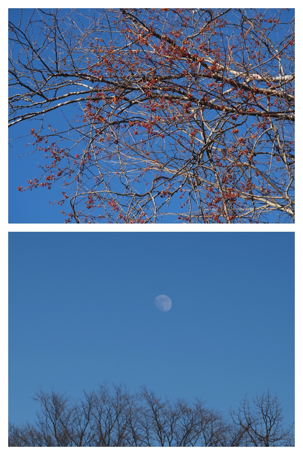 250111_Kogera_6